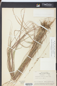 Sorghastrum elliottii image