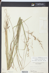 Sorghastrum elliottii image