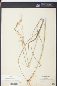 Sorghastrum elliottii image