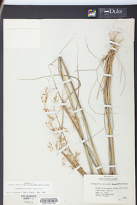 Sorghastrum elliottii image