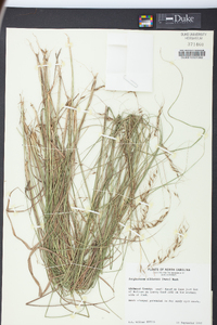 Sorghastrum elliottii image