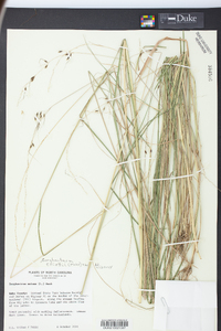 Sorghastrum elliottii image