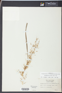 Sorghastrum elliottii image