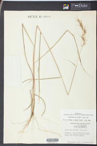 Sorghastrum elliottii image