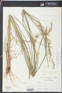 Sorghastrum elliottii image