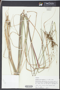 Sorghastrum elliottii image