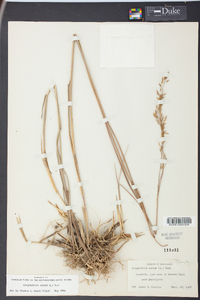 Sorghastrum elliottii image