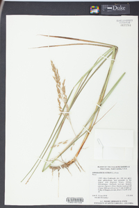 Sorghastrum elliottii image