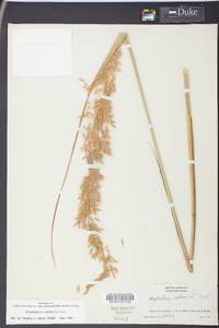 Sorghastrum elliottii image