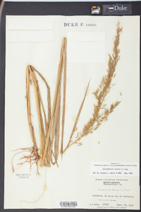 Sorghastrum elliottii image