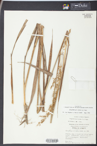 Sorghastrum elliottii image