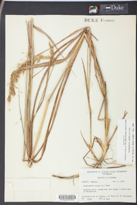 Sorghastrum elliottii image