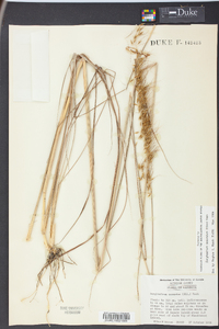 Sorghastrum secundum image