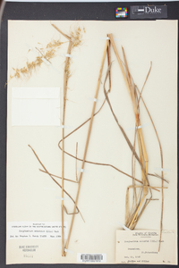 Sorghastrum secundum image