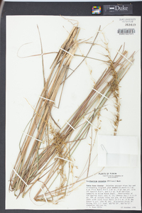 Sorghastrum secundum image