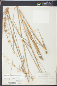 Sorghastrum secundum image