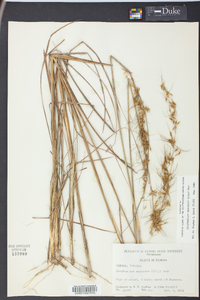 Sorghastrum secundum image