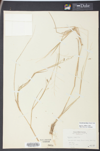 Steinchisma hians image