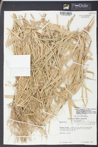 Urochloa platyphylla image