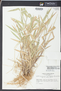 Urochloa platyphylla image