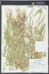 Urochloa platyphylla image