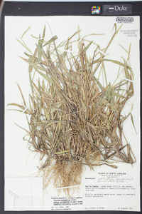 Urochloa platyphylla image