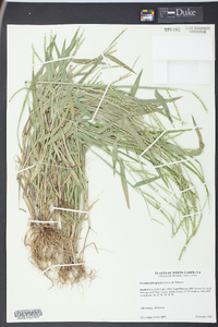 Urochloa platyphylla image