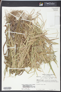 Urochloa platyphylla image