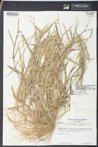 Urochloa platyphylla image