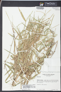 Urochloa platyphylla image