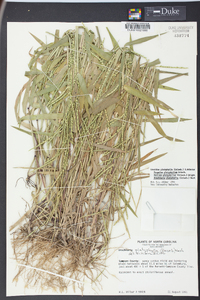 Urochloa platyphylla image