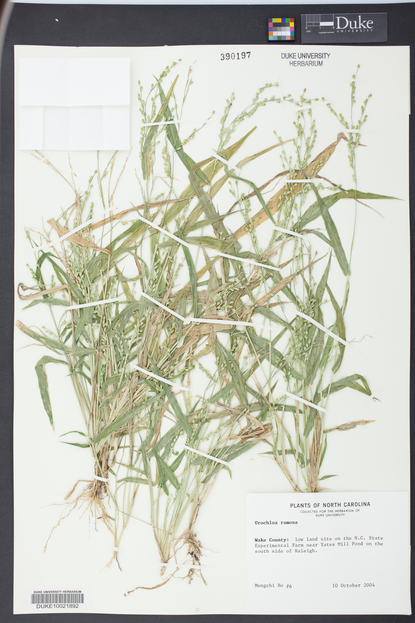 Urochloa ramosa image