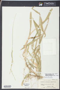 Urochloa plantaginea image