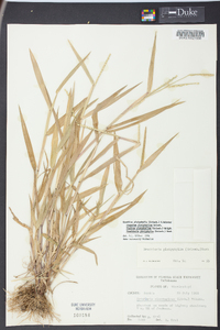 Urochloa platyphylla image