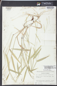 Urochloa platyphylla image