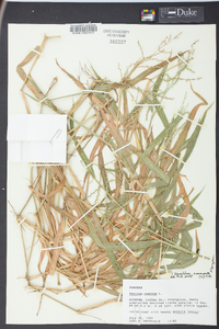 Urochloa ramosa image