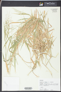 Urochloa ramosa image