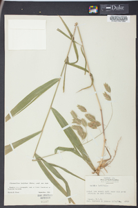 Chasmanthium latifolium image