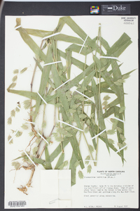 Chasmanthium latifolium image