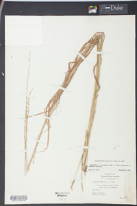 Chasmanthium laxum image