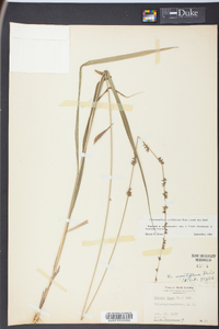 Chasmanthium sessiliflorum image