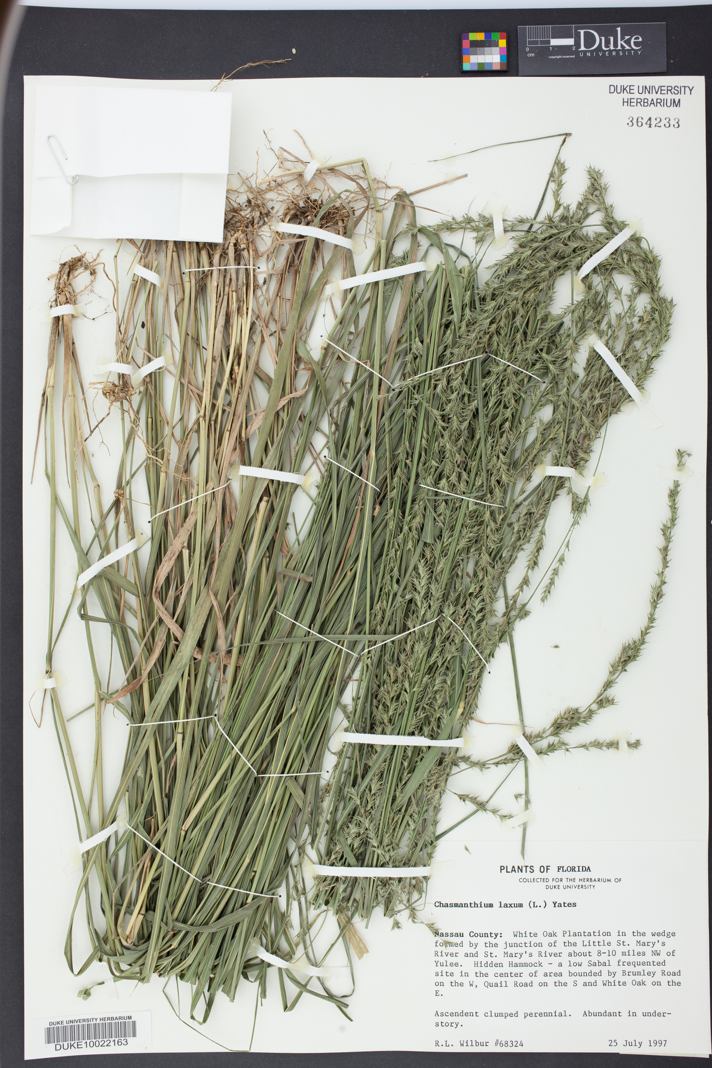 Chasmanthium laxum image