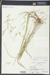 Chasmanthium nitidum image