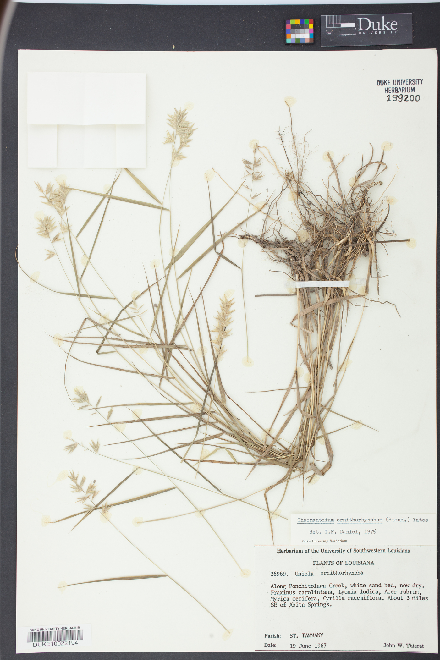 Chasmanthium ornithorhynchum image