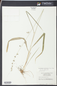 Chasmanthium sessiliflorum image