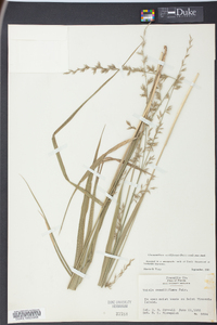 Chasmanthium sessiliflorum image