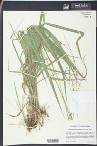 Chasmanthium sessiliflorum image