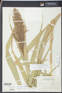 Phragmites australis image