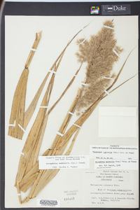 Phragmites australis image