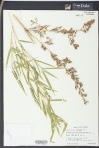 Phyllostachys nidularia image